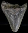 Bargain Megalodon Tooth - South Carolina #18407-1